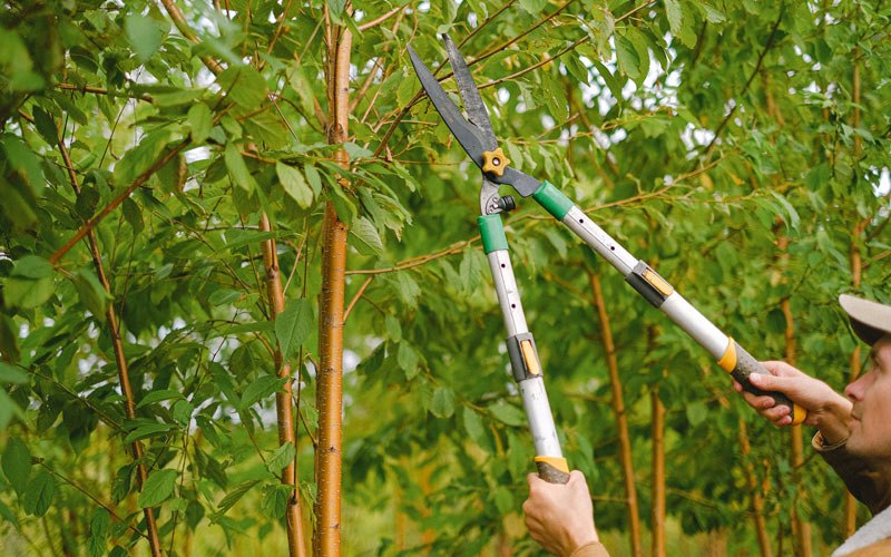 Tree trimming in Gering, NE